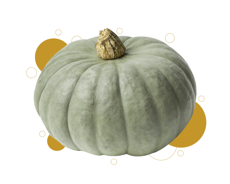 js ewers product pumpkin