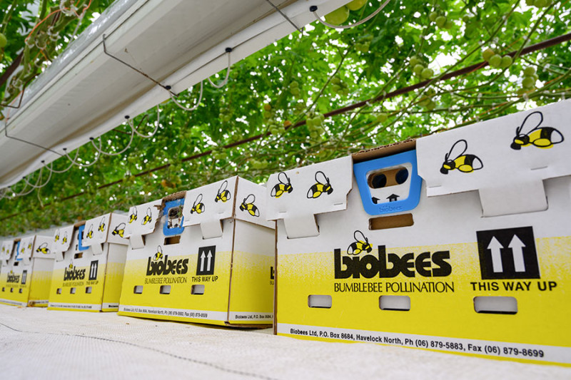 js content bees
